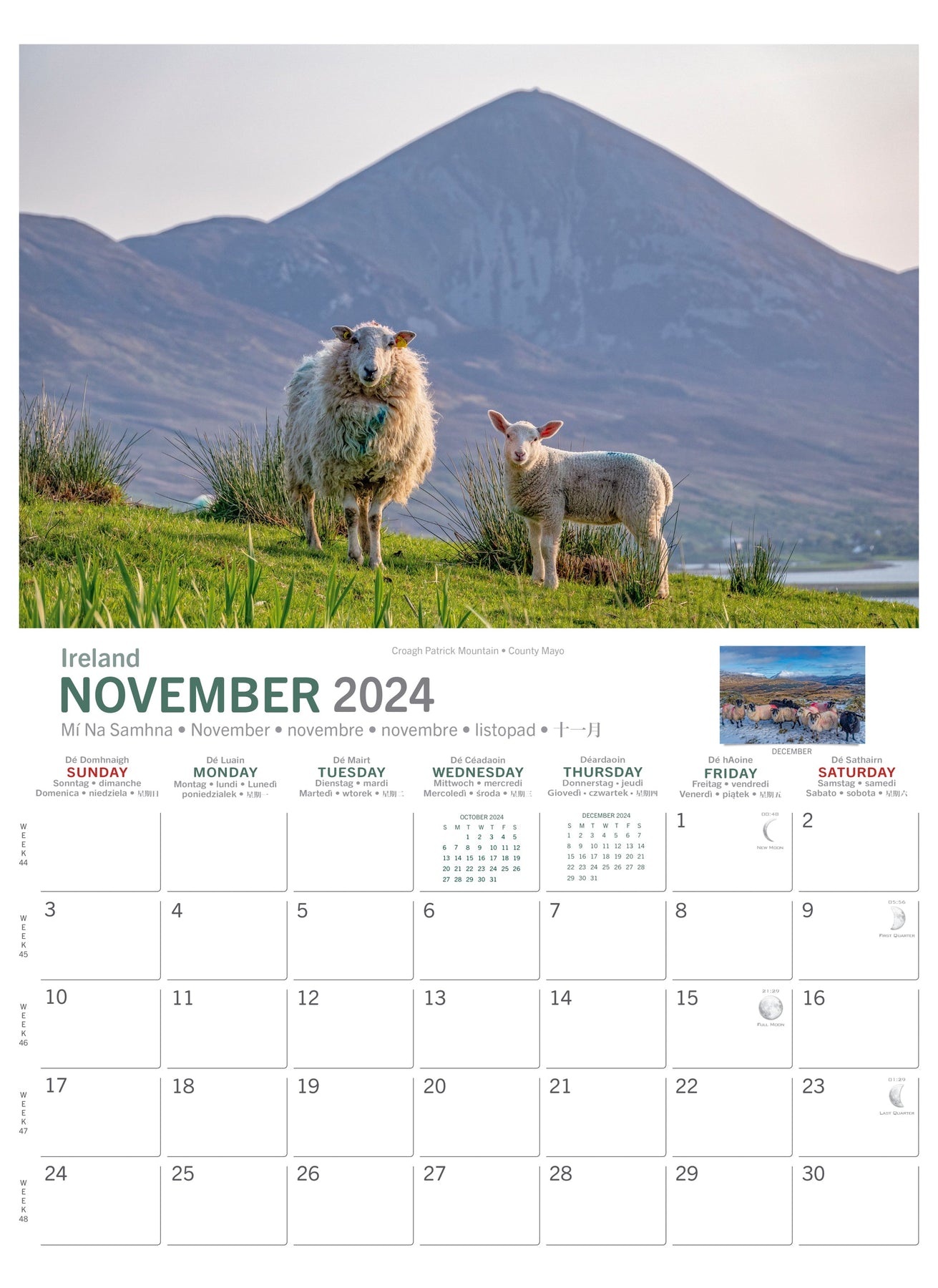 Irish Sheep Calendar 2025